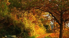 Landscapes nature Trees autumn forests