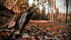 Landscapes nature Trees autumn forests