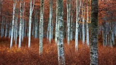 Landscapes nature Trees autumn forests Grassland beech