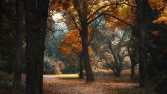 Landscapes nature Trees autumn Garden Enchanted paths
