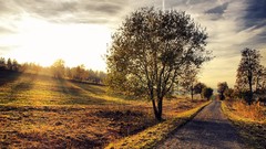 Landscapes nature Trees autumn morning paths country road 