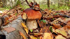 Landscapes nature Trees autumn mushrooms