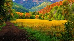 Landscapes nature Trees autumn mushrooms forests
