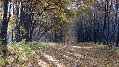 Landscapes nature Trees autumn path forests