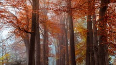 Landscapes nature Trees autumn paths