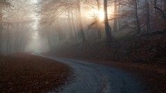 Landscapes nature Trees autumn paths awakening forests sunray 