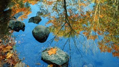 Landscapes nature Trees autumn reflections