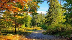 Landscapes nature Trees autumn rivers forests