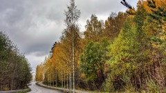 Landscapes nature Trees autumn roads