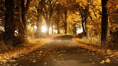Landscapes nature Trees autumn roads forests