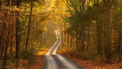 Landscapes nature Trees autumn roads forests