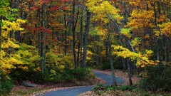 Landscapes nature Trees autumn roads forests