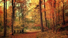 Landscapes nature Trees autumn roads October forests