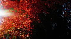 Landscapes nature Trees autumn sunlight forests