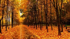 Landscapes nature Trees autumn tile wet Parks paths avenue