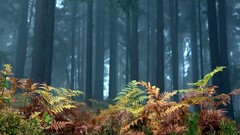 Landscapes nature Trees autumn Wood forests