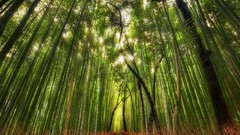 Landscapes nature Trees bamboo