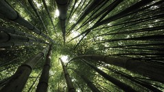 Landscapes nature Trees bamboo forests