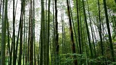 Landscapes nature Trees bamboo forests