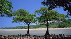Landscapes nature Trees Beaches