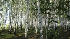 Landscapes nature Trees birch forests