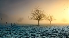 Landscapes nature Trees Birds