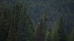 Landscapes nature Trees Birds Eagles forests