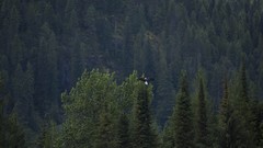 Landscapes nature Trees Birds Eagles forests