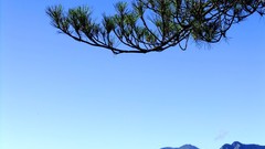 Landscapes nature Trees blue Mountains branches skies blue 