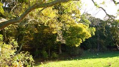 Landscapes nature Trees branches Scotland fields sunlight HDR 