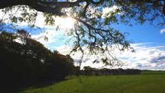 Landscapes nature Trees branches Scotland fields sunlight HDR 