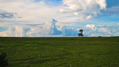 Landscapes nature Trees Brazil