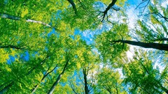 Landscapes nature Trees bright foliage below