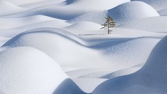 Landscapes nature Trees Canada dunes alberta national 