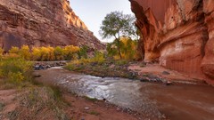 Landscapes nature Trees canyon rivers