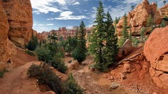 Landscapes nature Trees canyon rocks