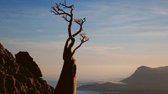 Landscapes nature Trees cliffs national geographic deserts