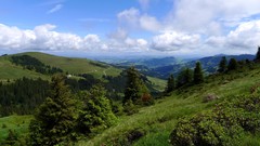 Landscapes nature Trees clouds