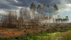Landscapes nature Trees clouds