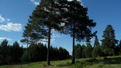 Landscapes nature Trees clouds