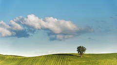 Landscapes nature Trees clouds
