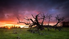 Landscapes nature Trees clouds
