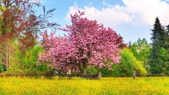Landscapes nature Trees clouds