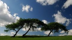 Landscapes nature Trees clouds