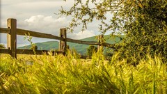 Landscapes nature Trees clouds