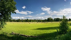 Landscapes nature Trees clouds