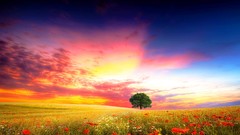 Landscapes nature Trees clouds