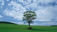 Landscapes nature Trees clouds