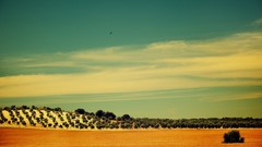 Landscapes nature Trees clouds Birds fields HDR Photography 