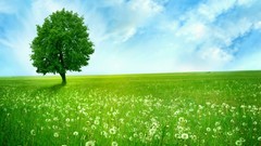 Landscapes nature Trees clouds fields